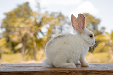 Wall Mural - The rabbit sit on the wood with light bokeh form nature background. Easter day