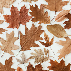 Wall Mural - Autumn, fall composition. Beautiful background of brown, orange, beige dried leaves. Creative autumn pattern. Flat lay, top view.