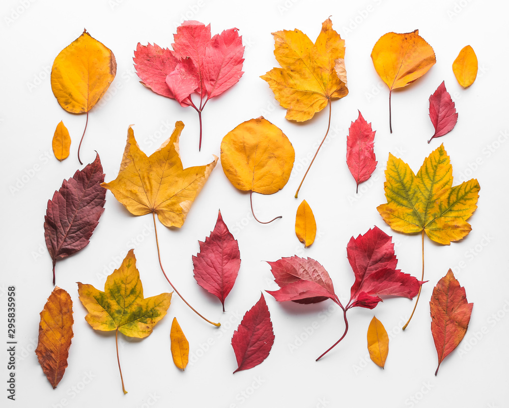 Colorful autumn leaves on white background