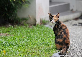 Wall Mural - Close up an adorable three colors domestic siamese cat sitting on the pebbles walk way ground in the garden