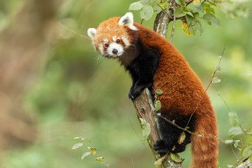 Wall Mural - red panda eating on the tree