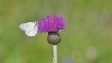 Farfalla Bianca Posata Sul Cardo, In Primo Piano