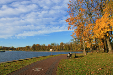 Trees in autumn