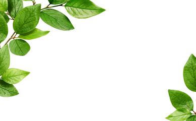 Corners with green leaves