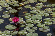 Beautiful magenta flower blooming among lily pads