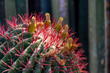 Detailed close-up of cactus showing dark pink spines