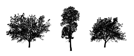 Poster - isolated Set of trees silhouette for brush Collection on White Backdrop