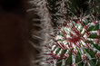 Detailed close-up of cactus showing dark red spines