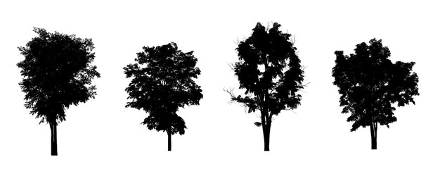 Poster - isolated Set of trees silhouette for brush Collection on White Backdrop