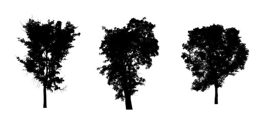 Poster - isolated Set of trees silhouette for brush Collection on White Backdrop