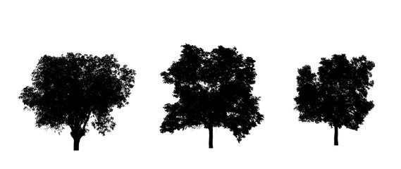 Poster - isolated Set of trees silhouette for brush Collection on White Backdrop