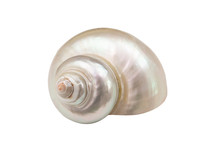 Pearl Snail Seashell Isolated On White Background