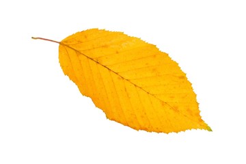 Wall Mural - leaf on white