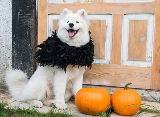 White funny Samoyed dog with halloween pumpkins.