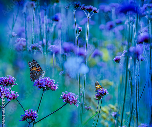 the garden with flowers and butterflies