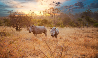 two rhinos in late afternoon, kruger national park