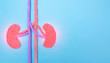 Human kidneys on a blue background. Human kidney disease concept, pyelonephritis, kidney stones, infection, copy space