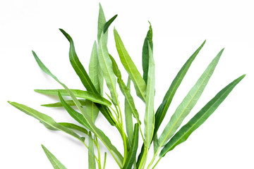 close up pack of chinese morning glory after harvested is on white background, fresh organic vegetable, thai people cook with chilli in hot vegetable oil