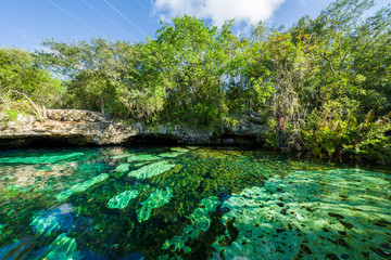 Cenote Azul, Riviera Maya, Playa Del Carmen, Mexico