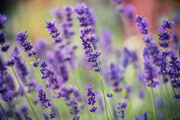  Lavender flowers on the field 