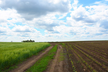 rural road in the field