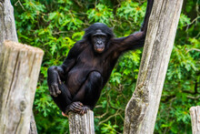 Funny Bonobo Standing In A Seductive Pose, Pygmy Chimpanzee, Human Ape, Endangered Primate Specie From Africa