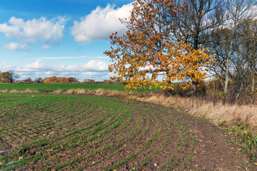 Wall Mural - New wheat field in autumn time.