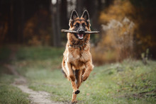Portrait Of Beautiful Young Long Haired Female German Shepherd Dog Running With Stick On The Road In Daytime In Autumn Forest