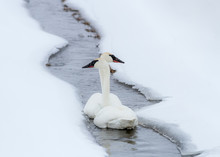 Swan Couple In Winter