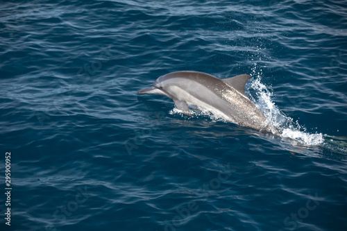 Cuadros en Lienzo Indo-Pacific bottlenose dolphin (Maldives, Tursiops aduncus)