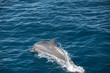 Indo-Pacific bottlenose dolphin (Maldives, Tursiops aduncus)