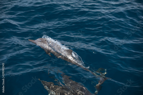 Fotografía Indo-Pacific bottlenose dolphin (Maldives, Tursiops aduncus)