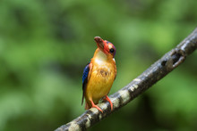 Closeup Of Oriental Dwarf Kingfisher