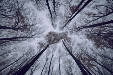 Wall Mural - Gloomy forest tree tops in the autumn, low angle view of branches