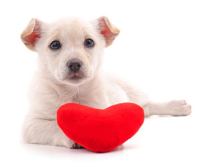 Canvas Print - Puppy with heart.