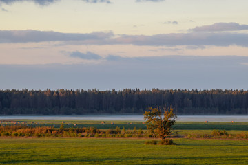 Wall Mural - evening mist over the fields in the countryside, hay rolls, evening dusk