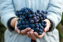 Closeup Of A Hand With Blue Ripe Grapes. Fresh Blue Bunches Of Grapes. The Concept Of Winemaking, Wine, Vegetable Garden, Cottage, Harvest.