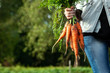 Farmer girl holding fresh orange carrots in her hands, close-up, organic fruits. The concept of a garden, cottage, harvest.