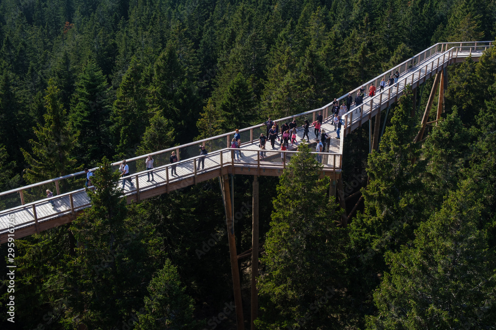 Tree canopy walk, treetop walkway, footbridge through the forest ...