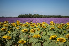 Sunflower And English Lavender Field With The Background Of Sky