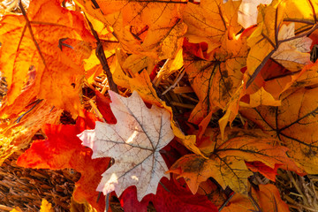 Autumn Leaves Close Up