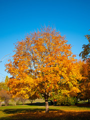 Wall Mural - October Blues 6. Yellow leaves and black branches of a maple tree against the background of blue October sky.