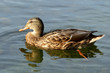 Wild female mallard duck