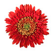 Beautiful red gerbera flower