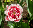 Red terry tulip