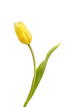 Beautiful Yellow Tulip