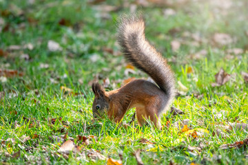 Squirrel in autumn hides nuts on the green grass with fallen yellow leaves