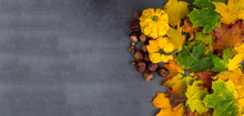 Banner Of Seasonal Autumn Background, Pumpkins, Maple Colorful Leaves, Acorn, Chesnuts On A Grey Concrete Table, Selective Focus