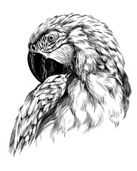 Wall Mural - macaw parrot. hand-drawn, sketchy, art portrait of a macaw parrot on a white background.