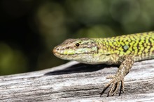 Closeup Focused Shot Of A Lizard On The Wood